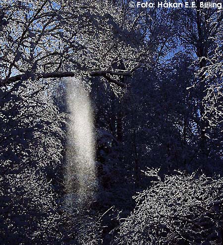Fallende sn� fra grein