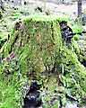 Stubbe