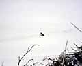 Sn�spurv